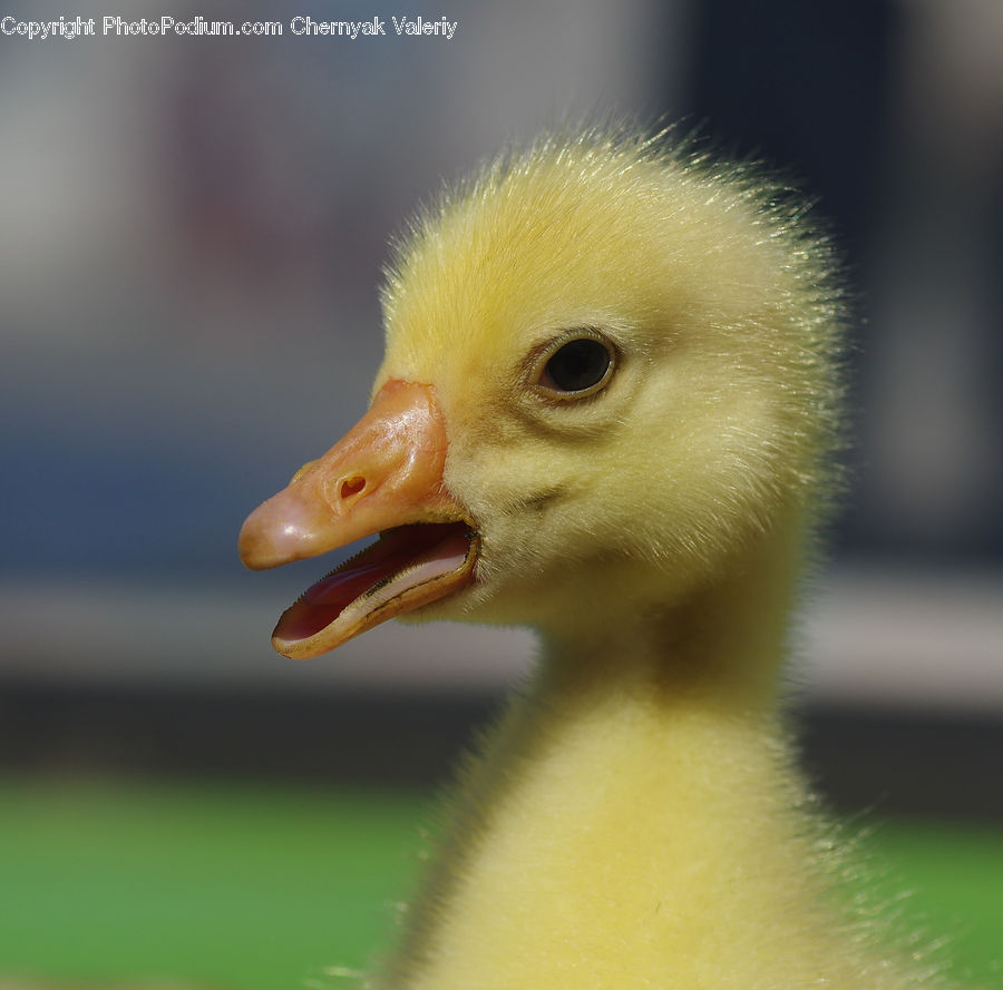 Head, Portrait, Bird, Goose, Waterfowl, Beak, Duck