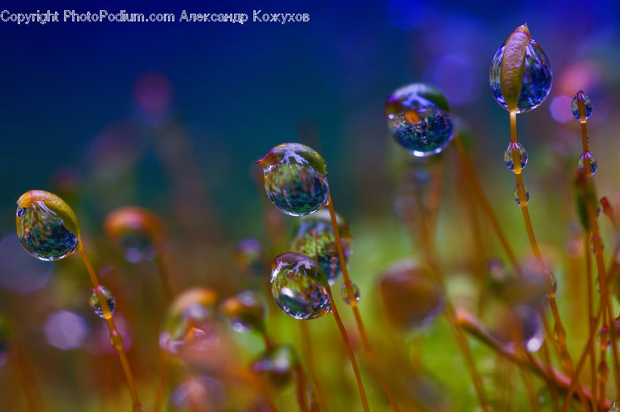 Bubble, Flora, Pollen, Blossom, Flower, Plant, Geranium