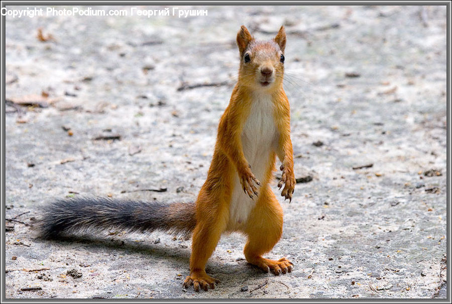 Animal, Mammal, Rodent, Squirrel, Canine, Fox, Grey Fox
