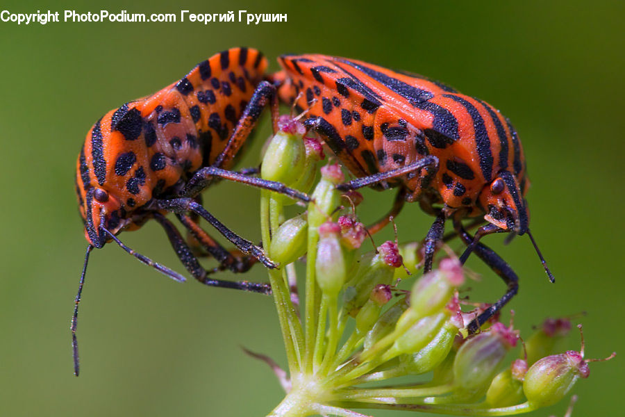 Insect, Invertebrate, Bee, Cricket Insect, Grasshopper, Butterfly, Blossom