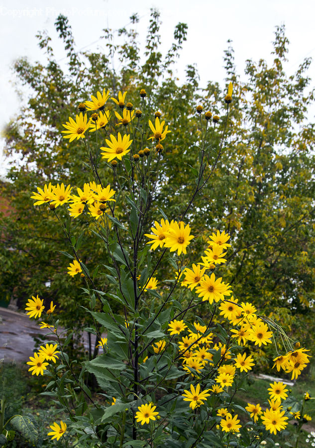Asteraceae, Blossom, Flora, Flower, Plant, Daisies, Daisy