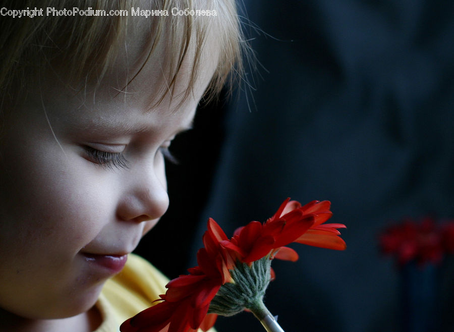 Amaryllis, Flower, Plant, Flora, Gladiolus, Female, Girl