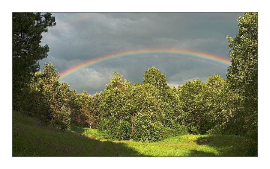 Outdoors, Rainbow, Sky, Conifer, Fir, Pine, Plant