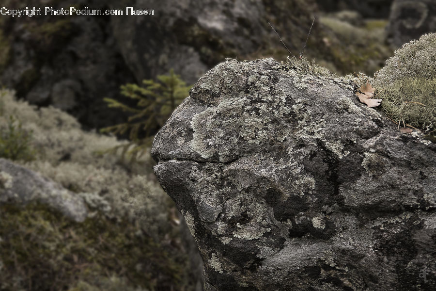Bush, Plant, Vegetation, Rock, Conifer, Fir, Tree