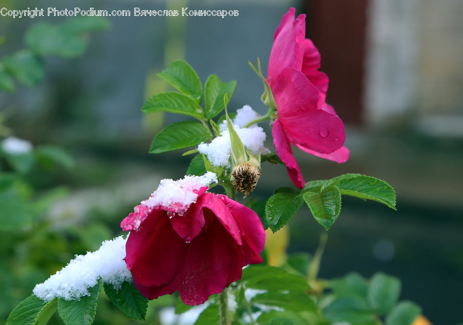 Blossom, Flora, Flower, Geranium, Plant, Carnation, Foxglove