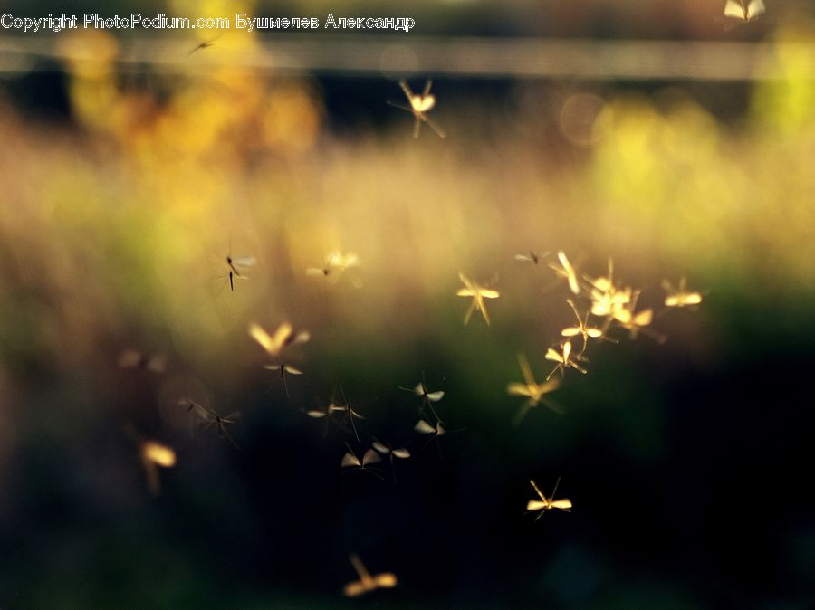 Plant, Weed, Lighting, Field, Grass, Grassland, Blossom