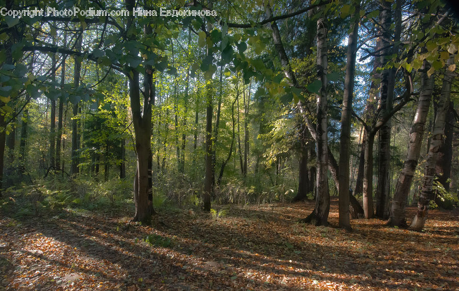 Oak, Sycamore, Tree, Tree Trunk, Wood, Forest, Vegetation