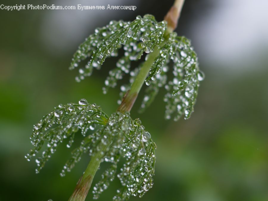 Droplet, Conifer, Fir, Plant, Tree, Blossom, Flora