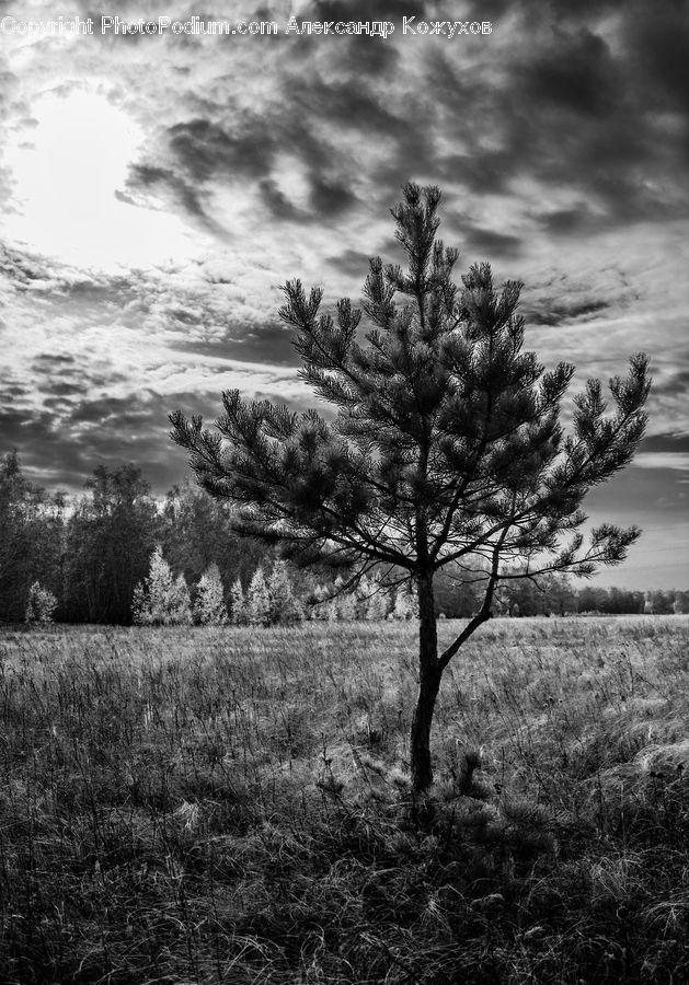 Plant, Tree, Conifer, Fir, Oak, Wood, Blossom