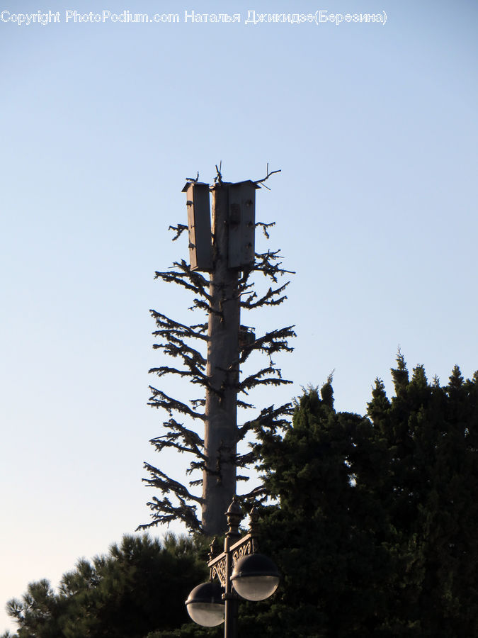 Bird Feeder, Conifer, Fir, Plant, Tree, Spruce, Wood