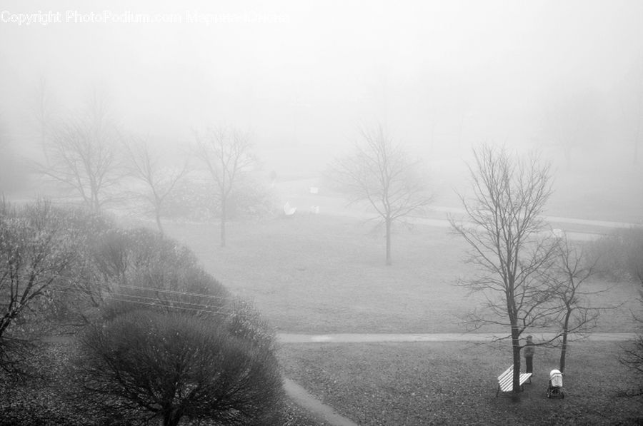 Fog, Plant, Tree, Countryside, Outdoors