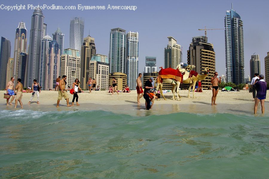 Beach, Coast, Outdoors, Sea, Water, Angus, Animal