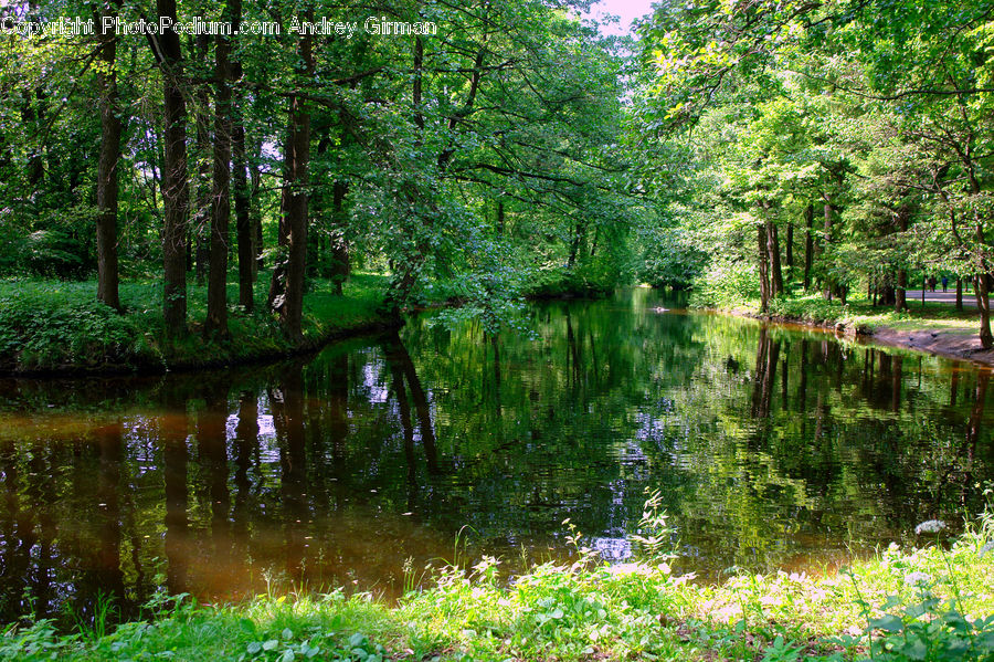Outdoors, Pond, Water, Land, Marsh, Swamp, Canal