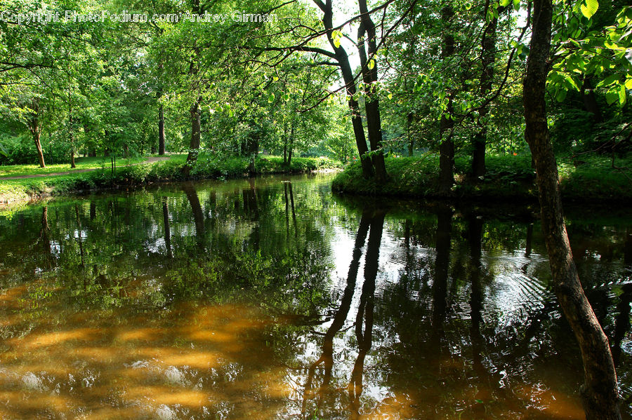 Forest, Jungle, Rainforest, Vegetation, Plant, Tree, Oak