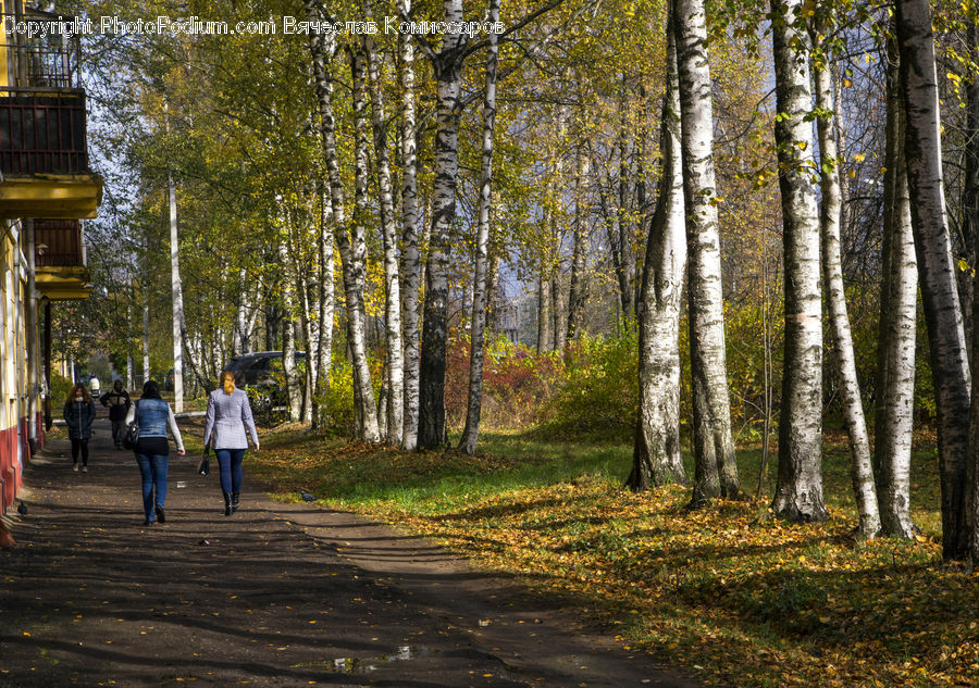 Birch, Tree, Wood, Forest, Vegetation, Leisure Activities, Walking