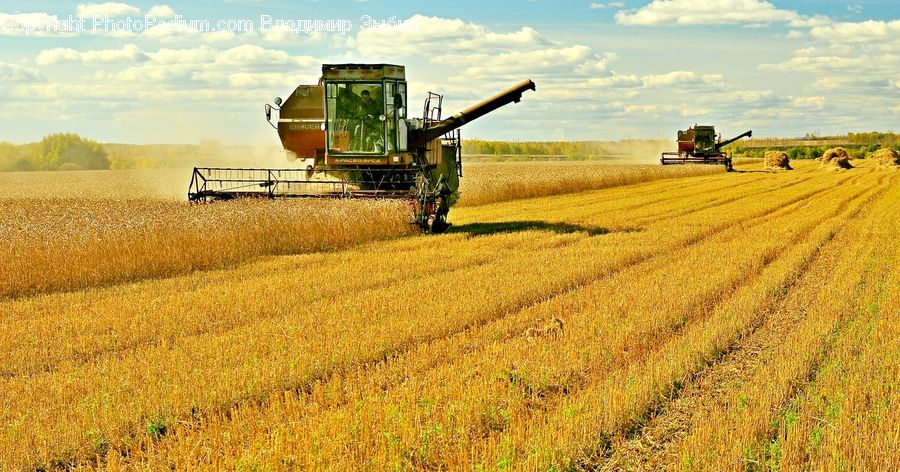 Field, Grain, Grass, Plant, Wheat, Countryside, Harvest