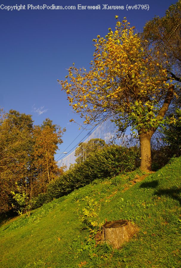 Grassland, Mound, Oak, Tree, Wood, Conifer, Fir