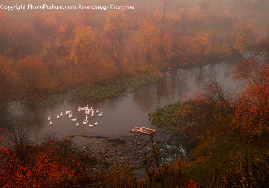 Land, Marsh, Pond, Swamp, Water, Outdoors, Fog