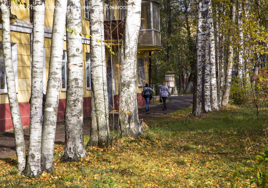 Birch, Tree, Wood