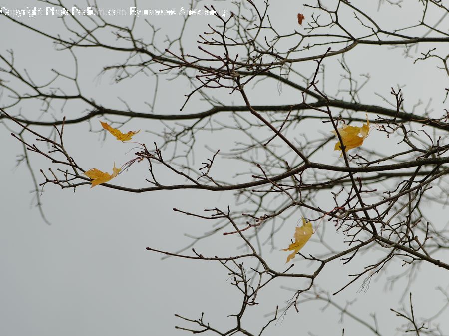 Plant, Tree, Art, Modern Art, Blossom, Flora, Flower