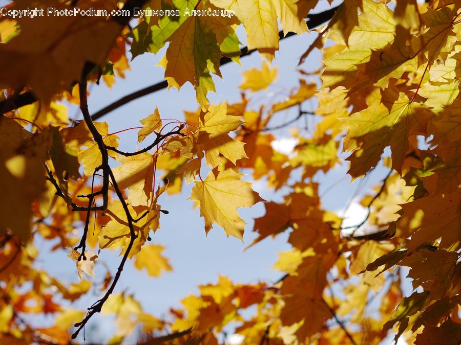 Flare, Light, Sunlight, Veins, Oak, Tree, Wood