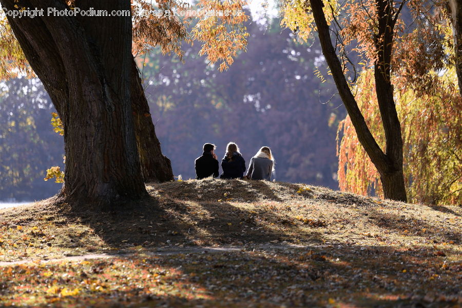 Leisure Activities, Walking, Bird, Crane Bird, Heron, Outdoors, Soil