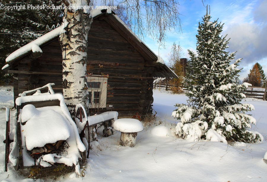 Conifer, Fir, Spruce, Wood, Ice, Outdoors, Snow