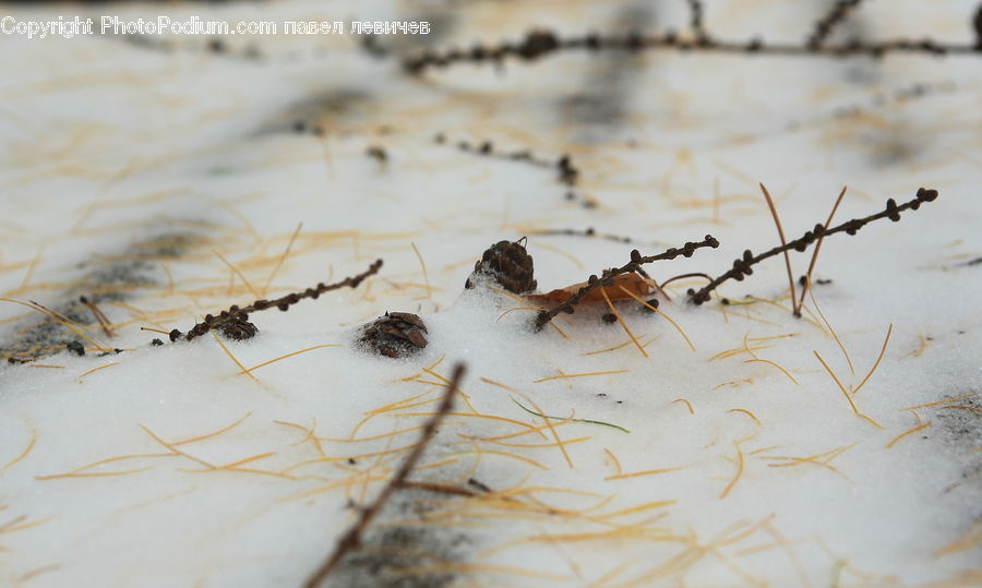 Cockroach, Insect, Invertebrate, Ant, Arachnid, Garden Spider, Spider