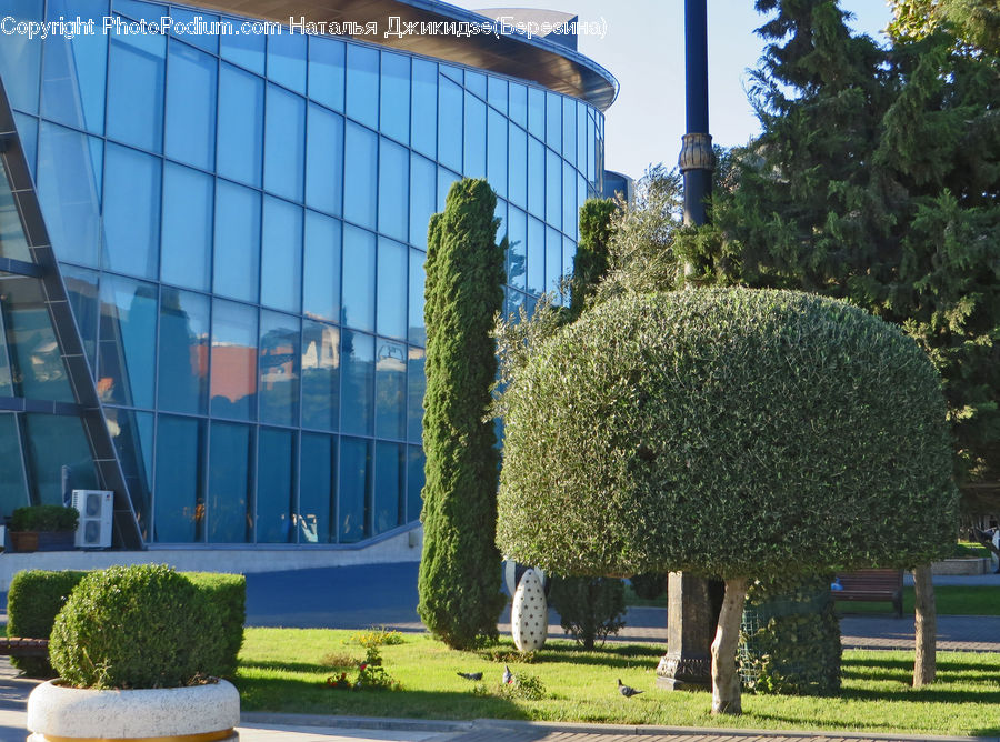 Bush, Plant, Vegetation, Potted Plant, Conifer, Fir, Pine