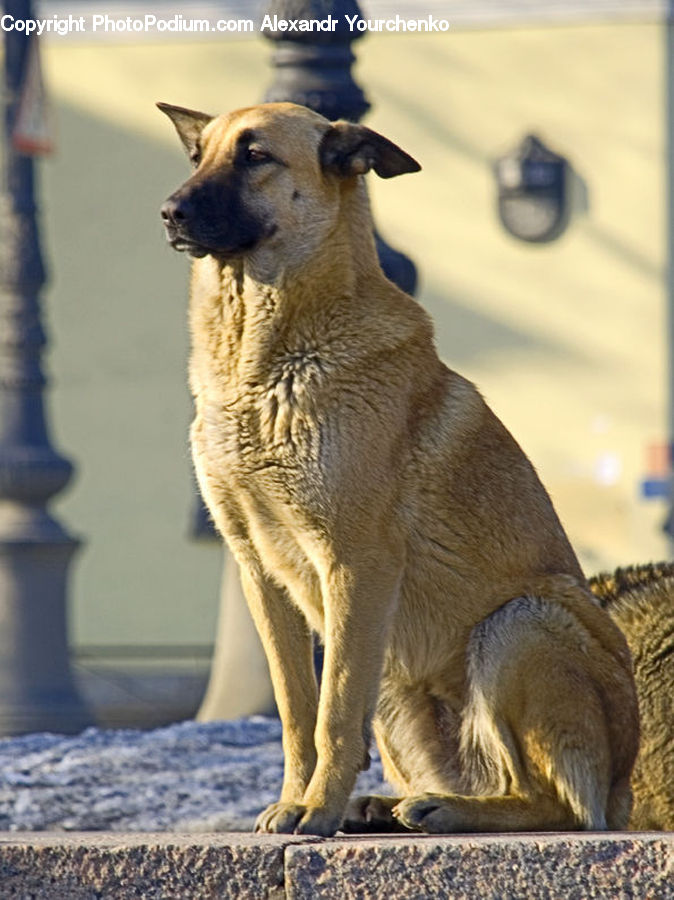 Animal, Kangaroo, Mammal, Wallaby, Cougar, Lion, Puma
