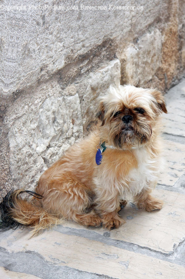 Animal, Canine, Dog, Mammal, Pet, Terrier, Affenpinscher