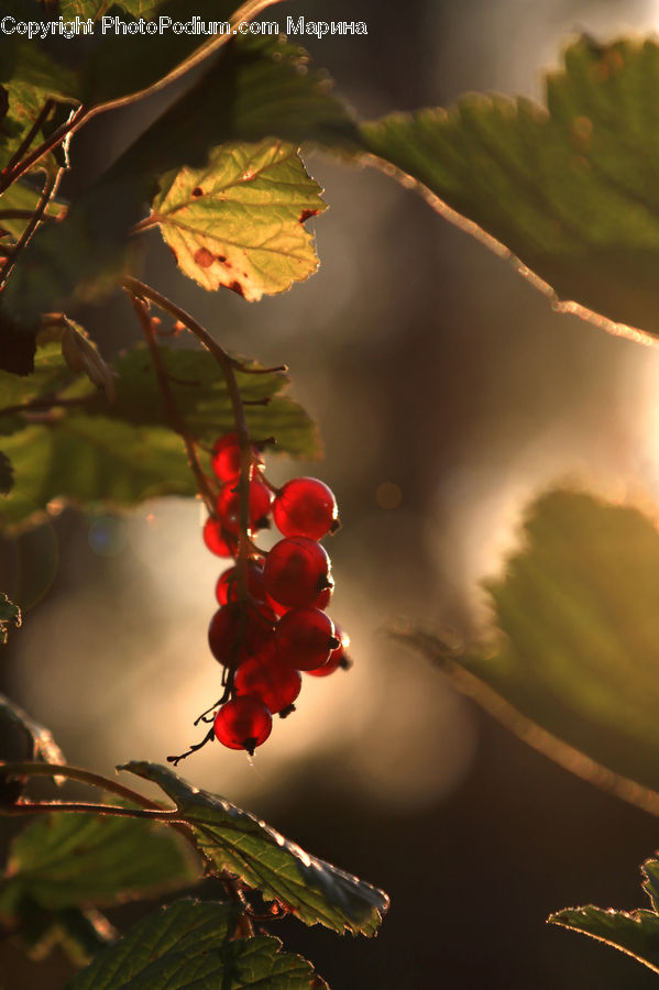 Fruit, Grapes, Blossom, Flora, Flower, Geranium, Plant
