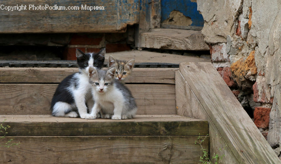Animal, Goat, Mammal, Mountain Goat, Cat, Kitten, Pet