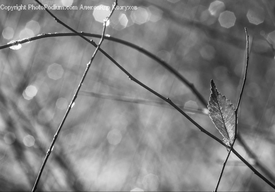 Grass, Plant, Reed, Blossom, Flora, Flower, Water