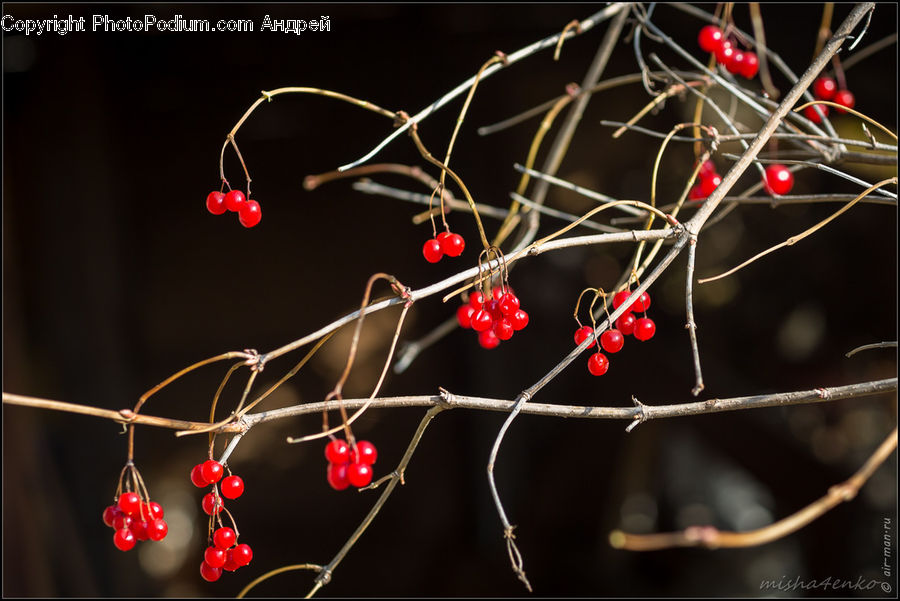 Cherry, Fruit, Blossom, Flora, Flower, Geranium, Plant