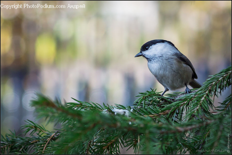 Dill, Plant, Conifer, Fir, Tree, Wood, Yew