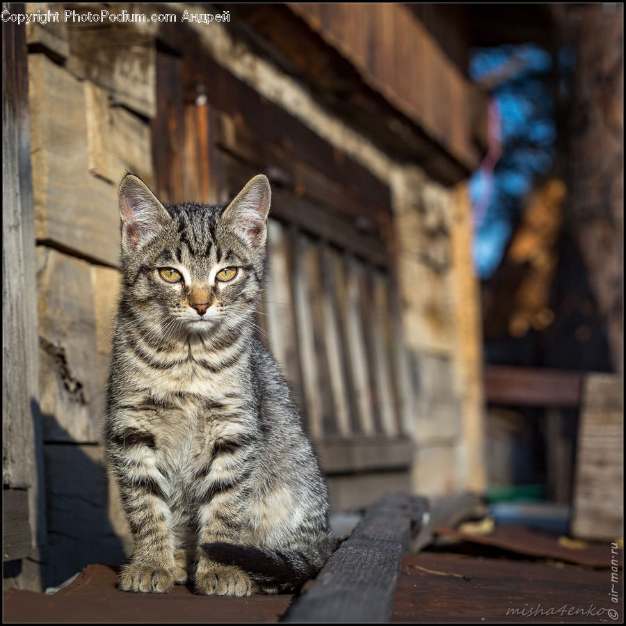 People, Person, Human, Animal, Cat, Mammal, Pet