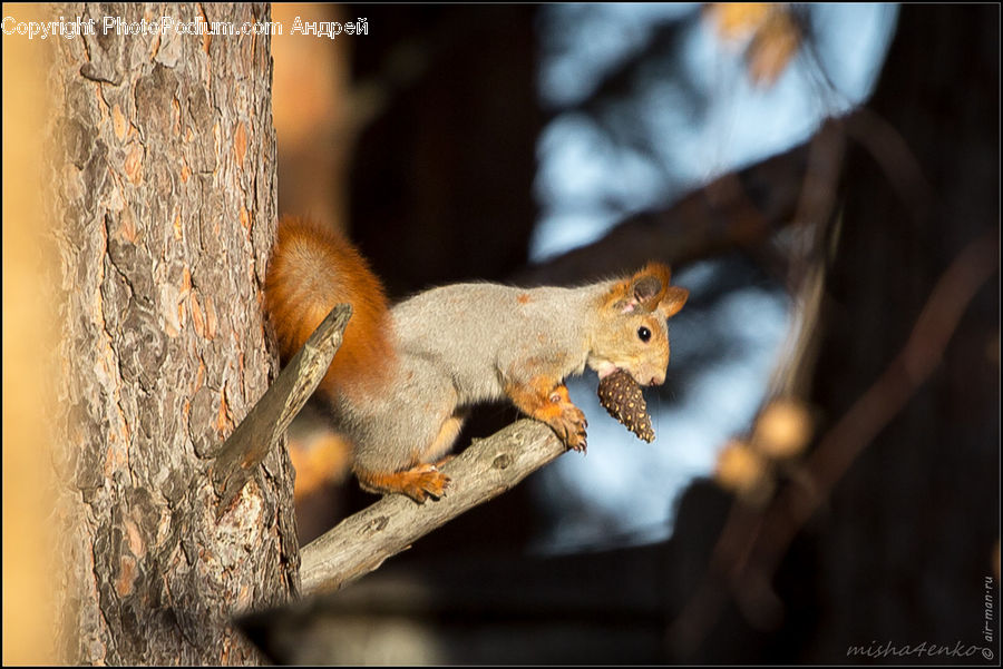 Animal, Mammal, Rodent, Squirrel