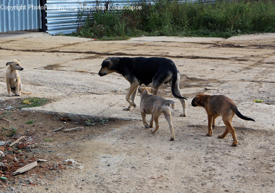 Animal, Canine, Dog, German Shepherd, Mammal, Pet, Countryside