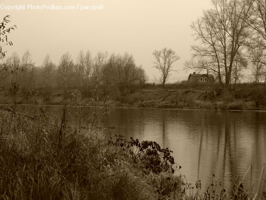 Grass, Plant, Reed, Outdoors, Pond, Water, Land