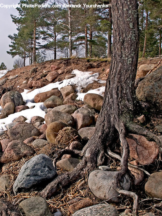 Animal, Mammal, Sheep, Rock, Conifer, Fir, Pine
