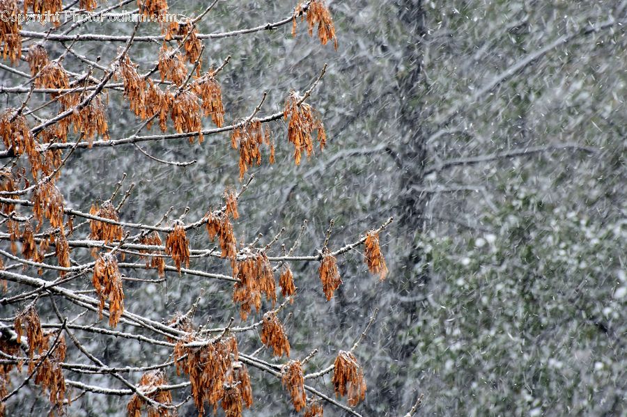 Frost, Ice, Outdoors, Snow, Conifer, Fir, Plant