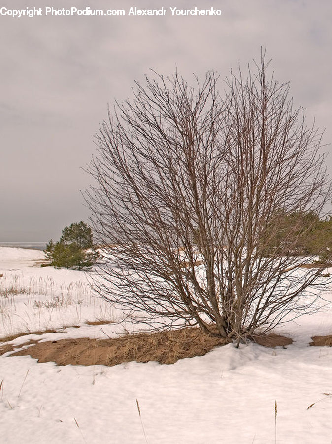 Plant, Tree, Landscape, Nature, Scenery, Ice, Outdoors