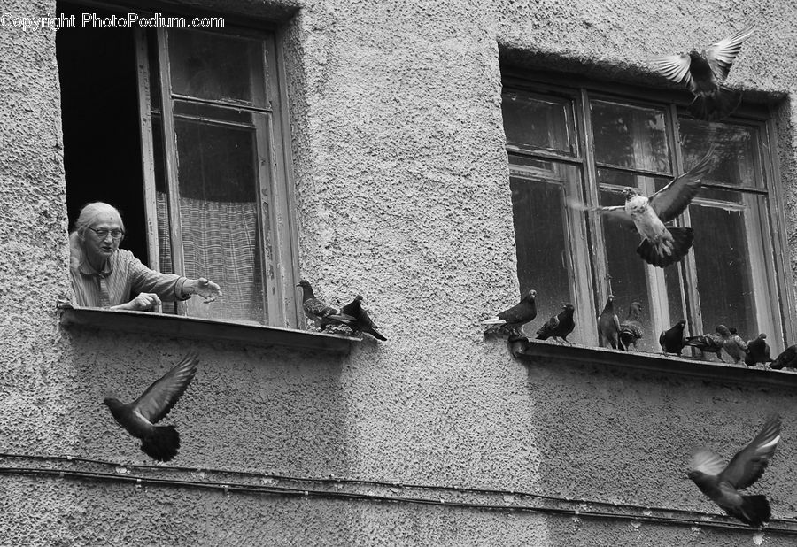 People, Person, Human, Bird, Pigeon, Portrait