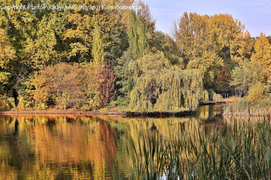 Outdoors, Pond, Water, Conifer, Fir, Plant, Tree