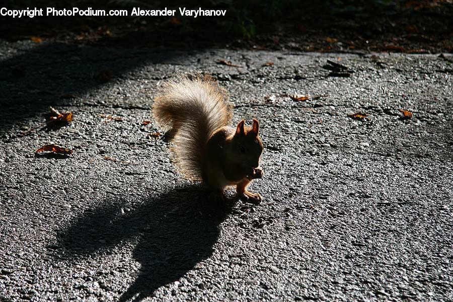 Animal, Mammal, Rodent, Squirrel, Asphalt, Tarmac, Possum