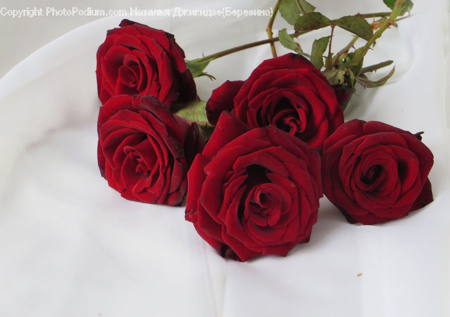 Plant, Potted Plant, Blossom, Flower, Rose, Flower Arrangement, Flower Bouquet