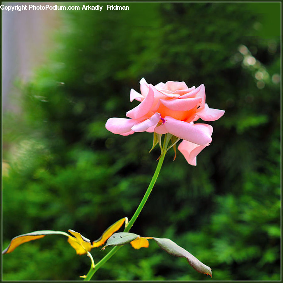 Aquilegia, Blossom, Flora, Flower, Plant, Rose, Gladiolus