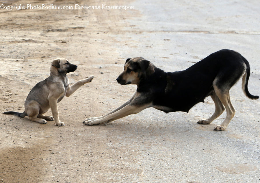 Animal, Beagle, Canine, Dog, Hound, Mammal, Pet