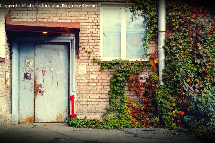 Ivy, Plant, Vine, Brick, Potted Plant, Alley, Alleyway